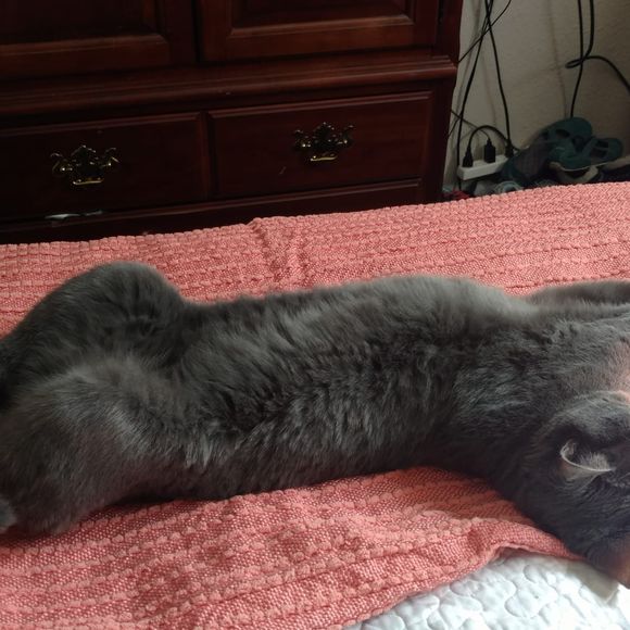 Meet your Posher, Tracy - Picture 1 of 1